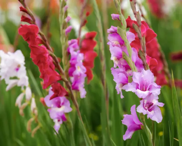 Färgglada gladiolus i kruka, med blommor i rosa, lila och rött mot en grön bakgrund.