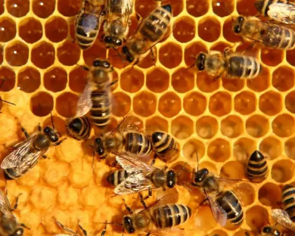 Abejas trabajando en panal, un recordatorio del día mundial abejas.
