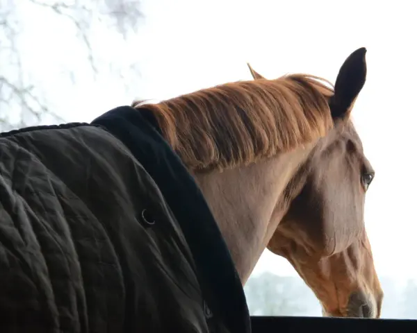 Cheval brun à la crinière rousse, portant une couverture, regardant dehors. Une pension de chevaux à éviter, le regard mélancolique.