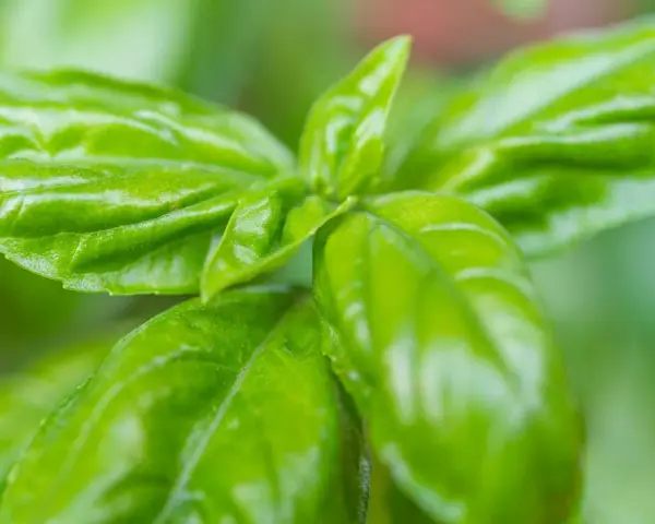 Frischgrüne Basilikumblätter, bereit zum Basilikum ernten für ein duftendes Pesto.