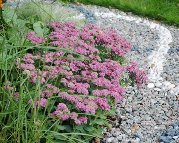 Ett kärleksträd av rosa blommor blommar vid en grusgång med vita stenar.