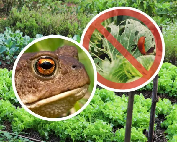 Żaba czuwa nad ogrodem, chroniąc sałatę przed ślimakami. Pamiętajmy o ogrodach i ich naturalnych obrońcach!