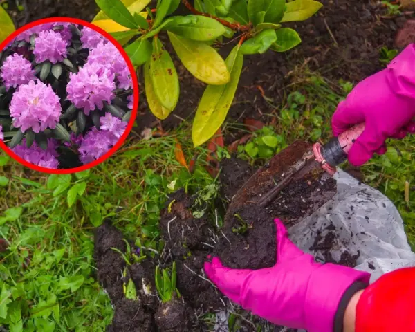 Różowe kwiaty rododendronów zachęcają do sadzenia. Rękawiczki i łopatka pomogą Ci w tym zadaniu.