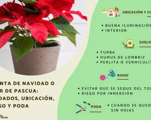 Planta de Navidad o flor de pascua en maceta, con consejos de cuidados: ubicación, riego y poda. El significado de la flor de pascua se asocia a la Navidad.