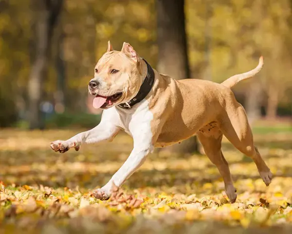 Amstaff ma sierść czy włosy? Poznaj tajemnice ich pielęgnacji