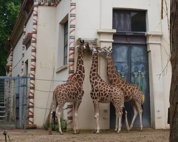 Trzy żyrafy jedzą siano przy budynku w kształcie egipskim. To może być największe zoo w Europie.