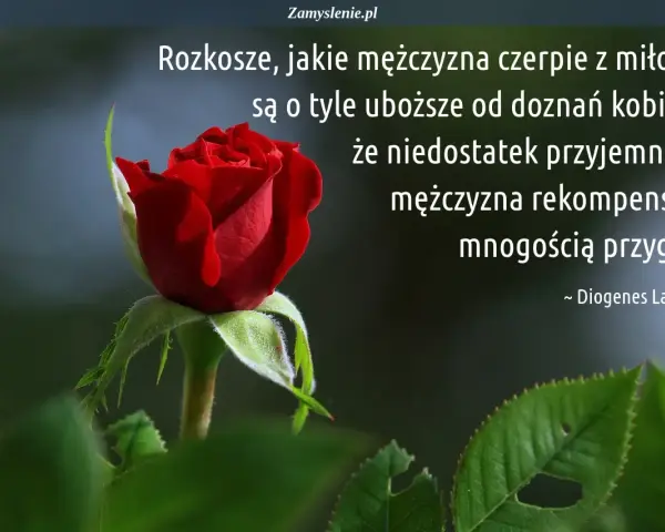 Czerwona róża i cytat o tym, jak mysla mezczyzni, że rekompensują sobie brak głębszych doznań miłosnych licznymi przygodami.
