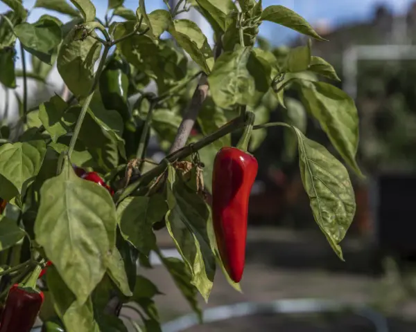 Röda och gröna chilis, Capsicum annuum, hänger mogna på en gren i solljus.