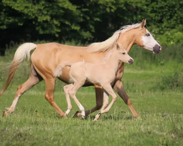 Une jument et son poulain, tous deux d'un magnifique pelage doré, galopent dans un pré verdoyant. Le poulain, un vrai demi-sang arabe, suit sa mère avec agilité.