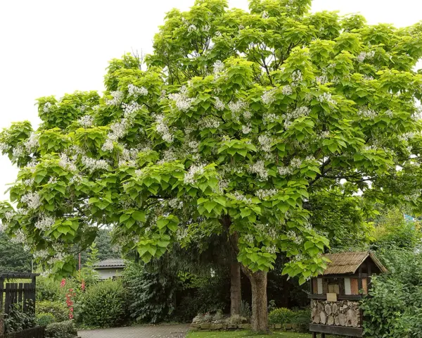 Ein blühender Baum, der wie ein frisch gepflanztes Wunder aussieht, mit weißen Blüten und grünen Blättern.