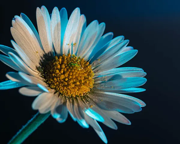 Pétales de marguerite baignés de lumière bleue, une idée photo créative pour capturer la beauté éphémère.