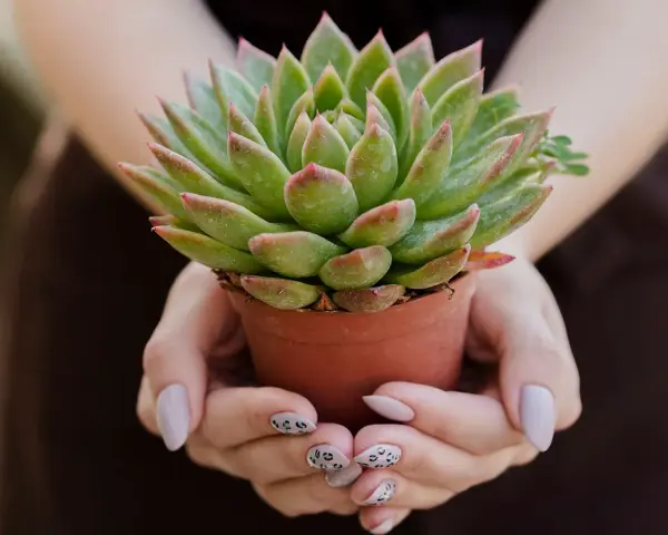 Manos sostienen una maceta con una hermosa planta crasa verde y rosada.