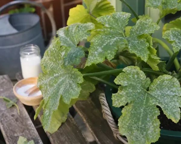 Zucchini-Blätter mit Mehltaubefall. Eine Gießkanne und eine Schale mit weißem Pulver deuten auf eine Behandlung mit Essig gegen Mehltau hin.