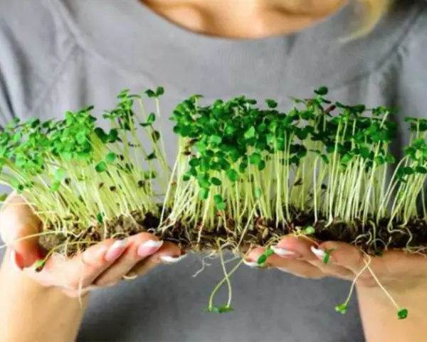 Manos sostienen brotes verdes recién germinados. Un ejemplo perfecto de como germinar semillas para tener alimentos frescos.