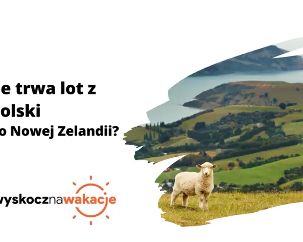 Ile się leci do Nowej Zelandii? Owca na tle zielonych wzgórz i zatoki.