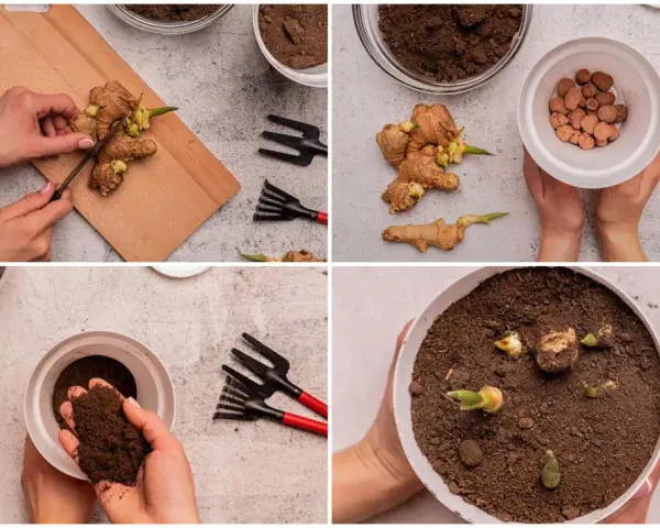Pasos para plantar jengibre: cortar trozos, añadir arcilla expandida y tierra, y colocar los rizomas en la maceta para que germinen.