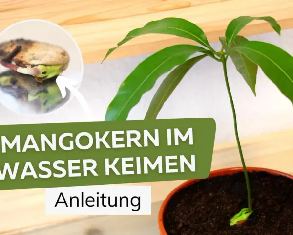 Ein Keimling wächst aus einem Mangokern, der im Wasser keimt. Anleitung zum Mangokern einpflanzen.