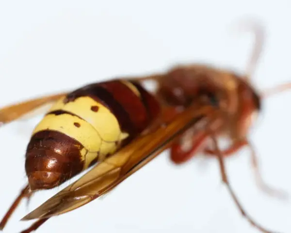 Avispas protegidas, con su abdomen anillado en amarillo y marrón, alas translúcidas y cuerpo peludo, son criaturas fascinantes.