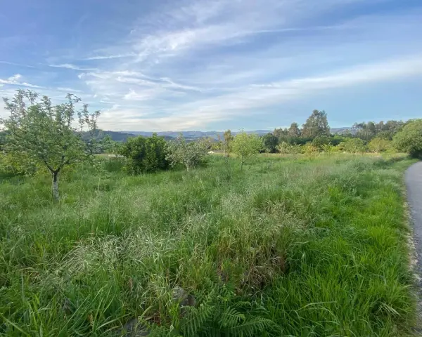 Prado verde con árboles y colinas al fondo, ideal para rutas de senderismo en Betanzos.