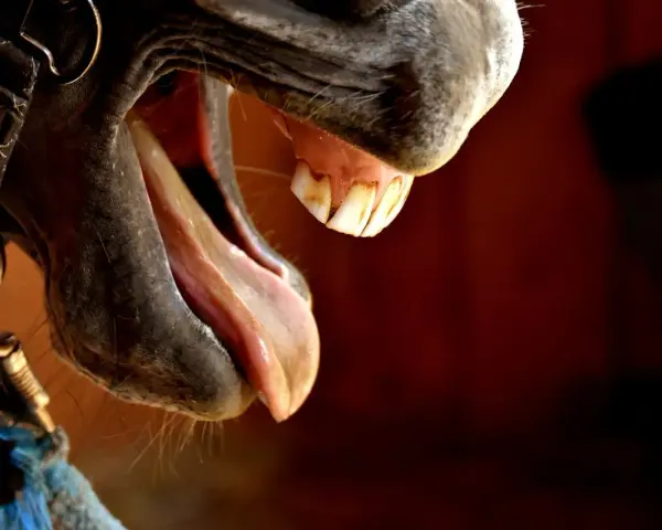 Gros plan sur la bouche ouverte d'un cheval, révélant sa langue rose et ses dents, dont une dent de lait cheval.