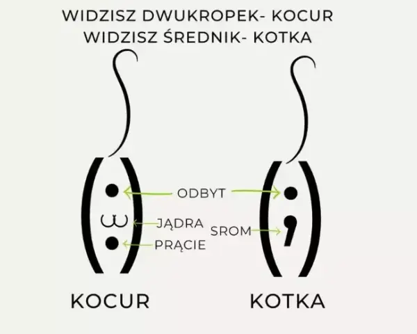 Jak sprawdzić płeć kotka - proste sposoby na rozróżnienie płci