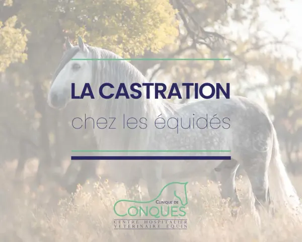 Un magnifique cheval gris se tient dans un champ. Le texte "LA CASTRATION chez les équidés" est superposé.