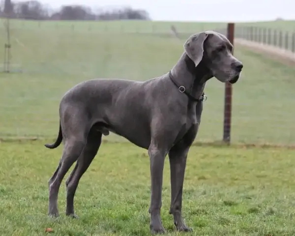 Szary dog niemiecki, imponująca waga i sylwetka, stoi na zielonej łące.