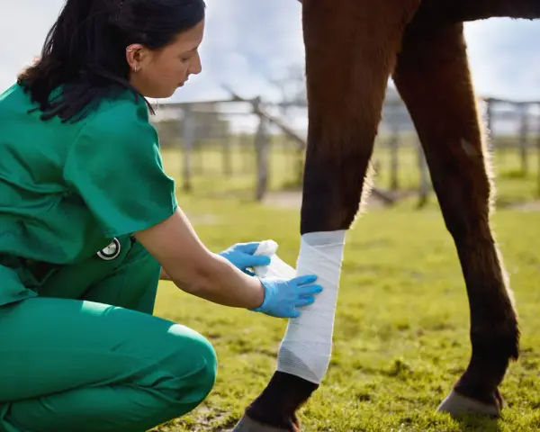 Vétérinaire appliquant un pansement sur une plaie de cheval. Le miel est un remède naturel pour les plaies.