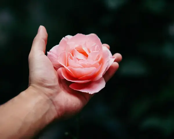 Una mano sostiene una rosa rosa pálido, perfecta para saber que flor regalar a una mujer.