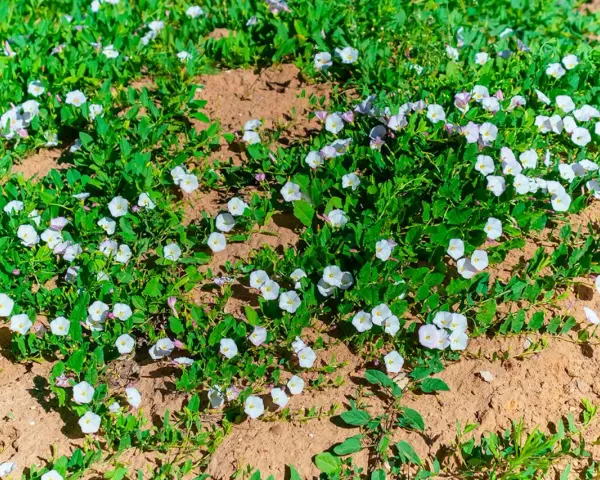 Åkervinda, en invasiv växt, sprider sig snabbt med sina vita blommor över den torra jorden.