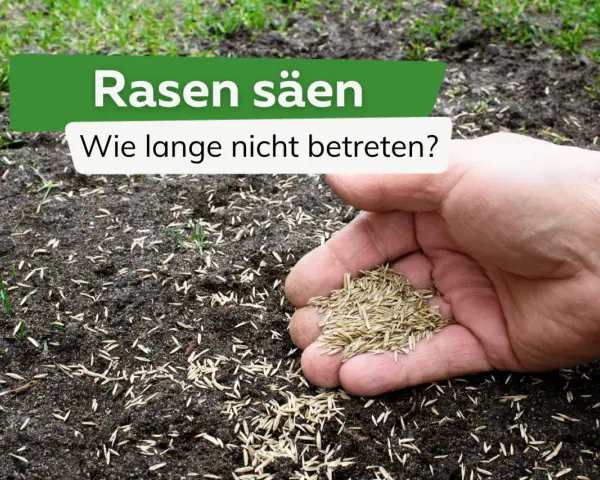 Rasen säen: Wie lange nicht betreten? Eine Hand hält Rasensamen über frisch gesäte Erde, auf der bereits erste grüne Halme sprießen.