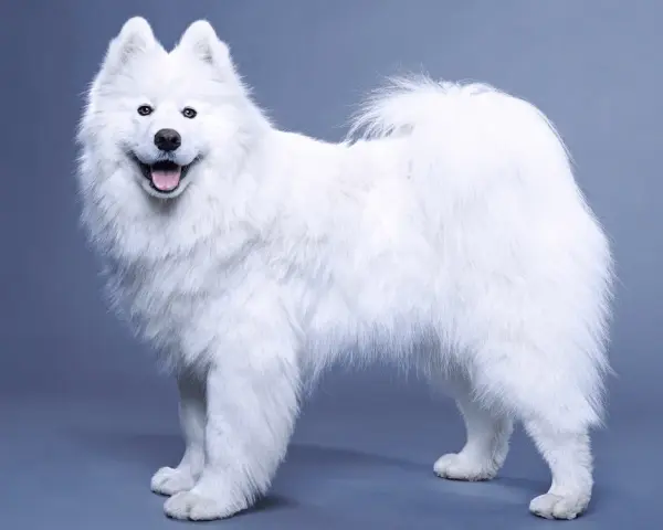 Samojed ma włosy czy sierść? Odkryj prawdę o jego futrze