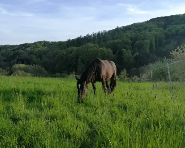 Un cheval brun broute dans une prairie verdoyante. Le moment idéal pour penser à quand semer prairie chevaux, avec des collines boisées en arrière-plan.