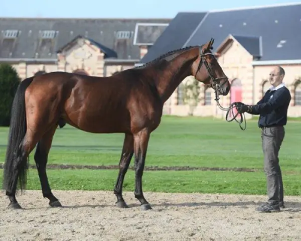 Un magnifique cheval bai, digne d'el diarado d'euskadi, se tient fièrement devant un homme, dans un cadre champêtre.