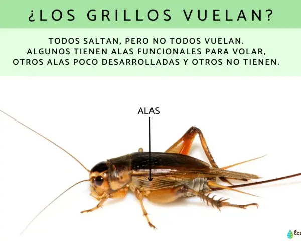 Un grillo con alas funcionales. No todos los grillos vuelan, algunos tienen alas poco desarrolladas.