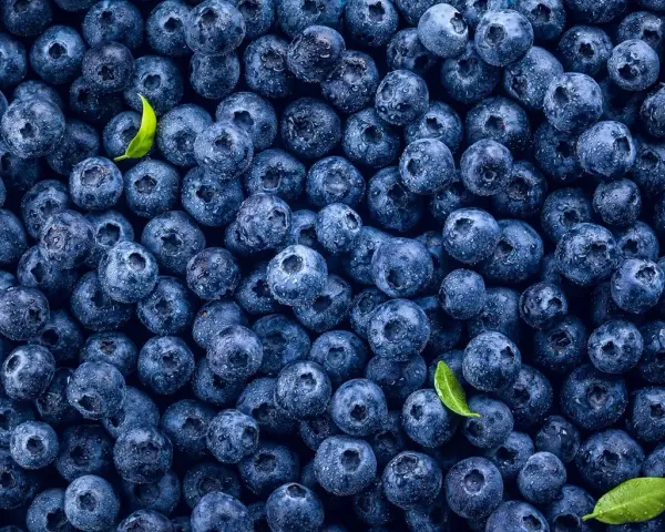 Mnóstwo soczystych borówek amerykańskich, idealnych na zdrową przekąskę. Niska zawartość kcal sprawia, że to świetny wybór.