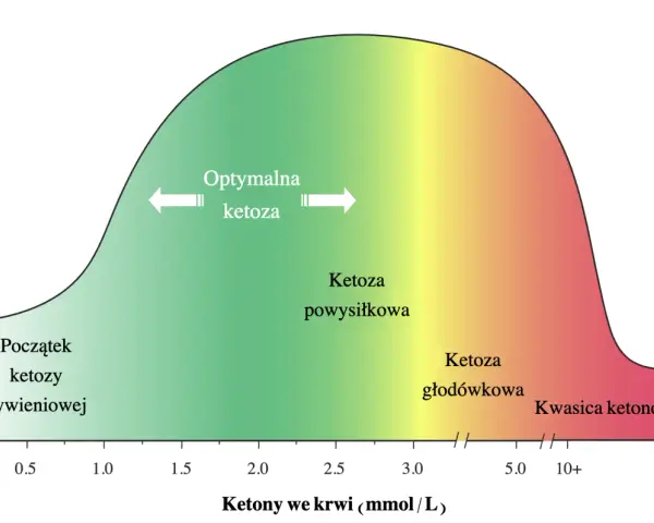 Wykres pokazuje optymalne zasilanie mięśni i mózgu w zależności od poziomu ketonów we krwi. Od początku ketozy żywieniowej, przez ketoza powysiłkową i głodówkową, aż do kwasicy ketonowej.
