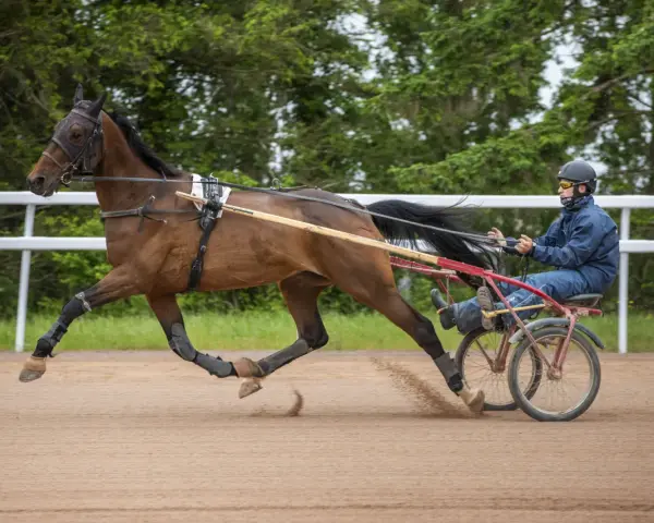 Un cavalier français en action, menant un cheval au trot sur une piste sablonneuse, entouré de verdure.