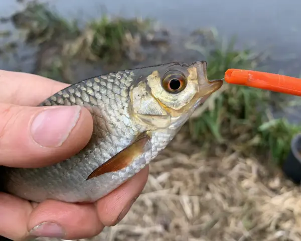 Ein kleiner Fisch wird mit einer Stipprute gefangen. Die Montage ist gut zu erkennen, wie der Fisch den Köder nimmt.