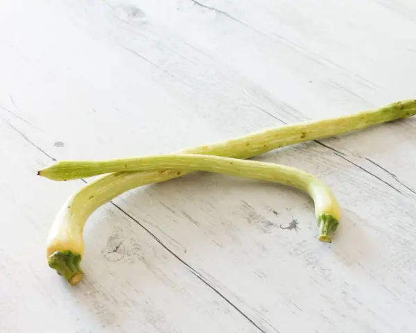 Due zucchine trombetta, perfette per gustose ricette estive, adagiate su un tavolo di legno chiaro.