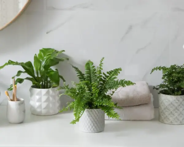 Tres plantas para el baño, un helecho frondoso y una planta de hoja ancha, aportan frescura y vida a la encimera junto al lavabo.