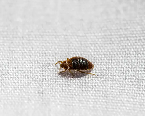 Un diminuto insecto marrón, un chinches, camina sobre la tela blanca de un colchón.