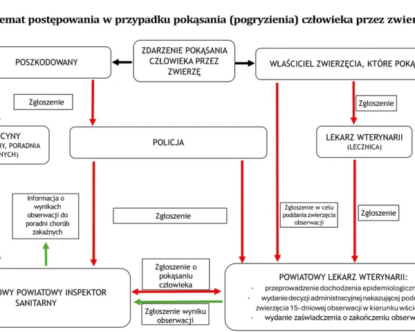 Schemat postępowania po pogryzieniu przez zwierzę, wskazujący na konieczność zgłoszenia i obserwacji zwierzęcia w celu wykluczenia wścieklizny.