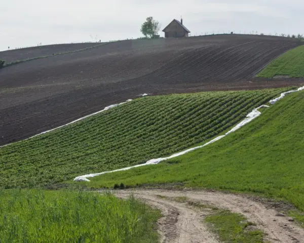 Krajobraz rolniczy ze wzniesieniem, na którym stoi dom. Pola uprawne z rzędami zielonych roślin, czarnoziemu i zielonej trawy. Droga gruntowa. Dane o średnie ceny gruntów gus.