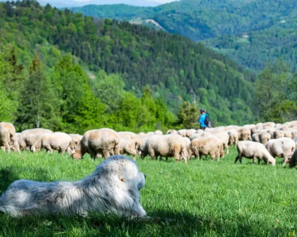 Biały pies pasterski czuwa nad redykiem owiec na zielonym zboczu w Szczawnicy. W tle góry i lasy.