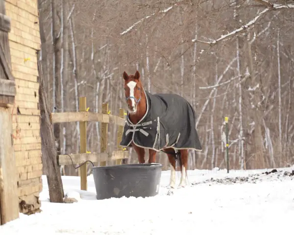 Un cheval qui transpire au repos en hiver, couvert d'une couverture, se tient près d'un abreuvoir dans la neige.