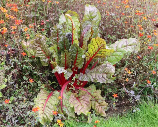 Mangold mit roten Stielen und grünen Blättern wächst neben kleinen orangefarbenen Blüten. Sie sind gute Nachbarn im Garten.