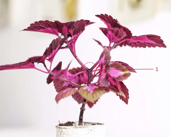 En vacker palettblomma med mörklila och rosa blad. En röd cirkel markerar var man ska toppa palettblad för att få en buskigare planta.