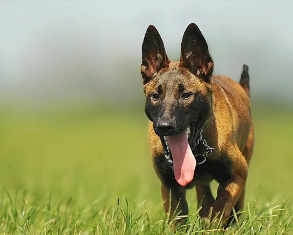 Malinois z językiem na wierzchu, gotowy do biegu. Sprawdź malinois cena, jeśli szukasz psa tej rasy.