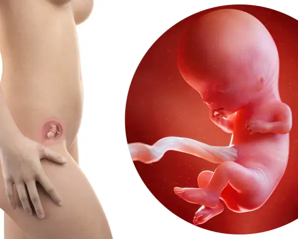Rozwój dziecka w 2 miesiącu ciąży. Widok płodu w macicy i jego zbliżenie.
